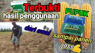 Download Lagu Terbukti hasil penggunaan pupuk paten di tanaman jagung dari awal sampai panen MP3