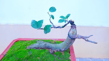 Đào Cây Sung bờ Mương về chơi và cái kết