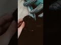 video of my happy kitty