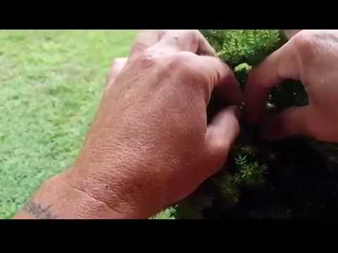 How to create bonsai tree easy start to finish complete guide