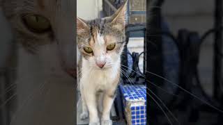 Seni Sevmiyorum Selena Şfet