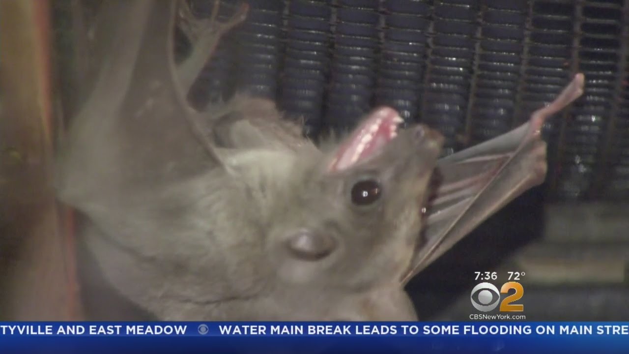 Michigan health officials see uptick in bats with rabies