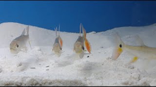 Red Tail Barracuda - Breeding & Spawning #neverdone