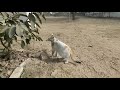 hunting cat😱#shorts #youtubeshorts #foryou #gaming #vairal #funny#top