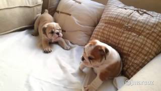 Cachorros de bulldog inglés juegan juntos de manera adorable