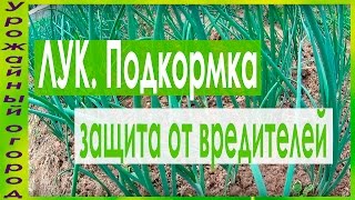 СУПЕР СРЕДСТВО ДЛЯ ПОДКОРМКИ И ЗАЩИТЫ ЛУКА ОТ ЛУКОВОЙ МУХИ!!!