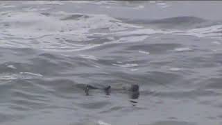 Chungungos En Ritoque