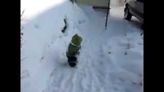 images Funny Monkey Song Lyrics i9bonsai funee monkee gif lyrics