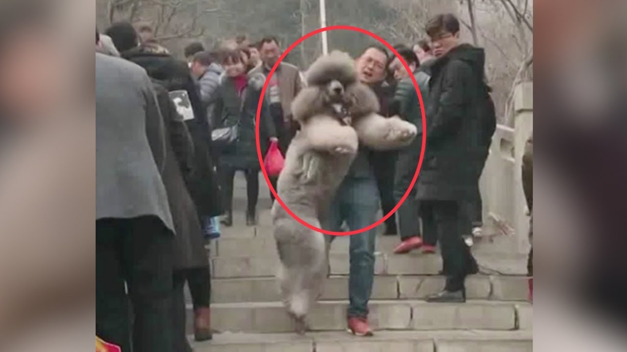 carry oversized poodle down steps 