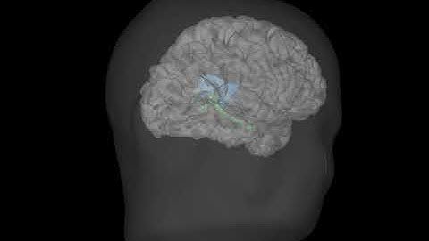 hippocampus cortex thalamus FreeSurfer+Matlab