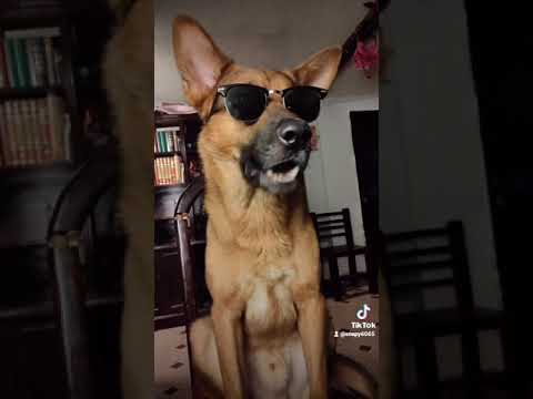 Video: 37 perros borrachos que no pueden manejar su cerveza para perros