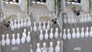 Testing Our Pugs Agility! .. And their Intelligence ..
We laid out some bowling pins to create a little obstacle course/maze path thing to see if the boys could use their agility to navigate through .. turned out to be more an intelligence test than an agility test ..
Give us a thumbs up if you enjoyed the video and Subscribe if youre not already!
Instagram - https://www.instagram.com/thatpugpablo/
Parents channel -https://www.youtube.com/channel/UC1NnPYTFhVZtFt4oPXFdsnw
Licence;
Intro/Outro Music;
Get Outside! - Jason Farnham: https://youtu.be/x1T6QFpd0J4
Life of Riley by Kevin MacLeod is licensed under a Creative Commons Attribution 4.0 license. https://creativecommons.org/licenses/by/4.0/
Source: http://incompetech.com/music/royalty-free/index.html?isrc=USUAN1400054
Artist: http://incompetech.com/ Testing Our Pugs Agility! .. And their Intelligence ..