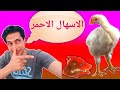 مرض الكوكسيديا ( الاسهال الاحمر)