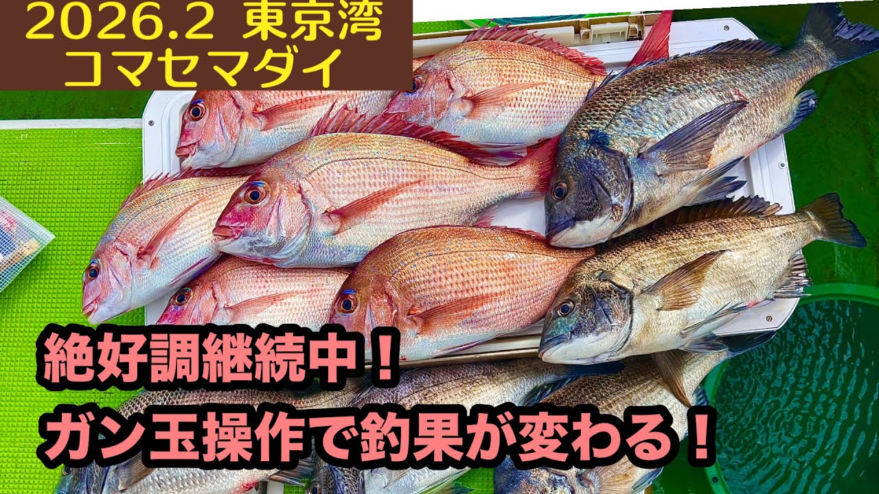【2026.2】東京湾コマセマダイ！連日絶好調でプレ乗っ込み開始？