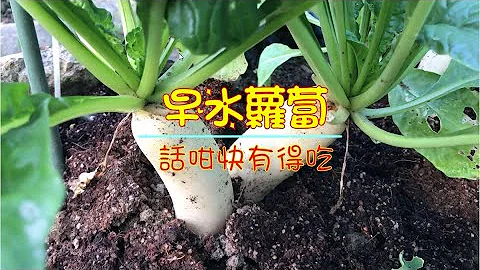 種早水蘿蔔 (Lo Bok / Chinese Radish) 50天有得吃, 又甜又腍, 太好種了 (有字幕) - 天天要聞