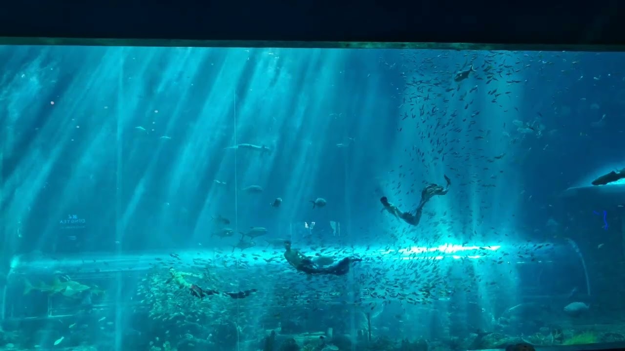 푸꾸옥 빈원더스 아쿠아리움 #푸꾸옥 #빈원더스 #아쿠아리움 #animal #vinwondersphuquoc 