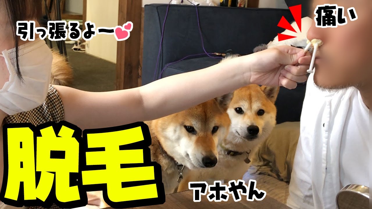 柴犬と女子高生の娘がパパの鼻毛を抜く Gwを遊び倒す柴犬家族 Youtube 柴犬と女子高生の娘がパパの鼻毛を抜く Gwを遊び倒す柴犬家族 Youtube