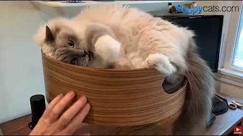 Watch the video about Desk Nest Is Your Kitty's NEW Happy Place! Unboxing 🐈🏠🐾