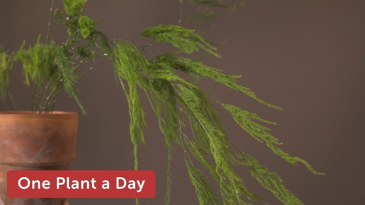 Asparagus setaceus Houseplant Care — 196 of 365