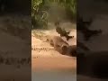 Best Animal Attack 2022 #shorts #wildlife #Africa