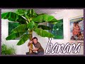 How To Grow Large Banana Indoors!