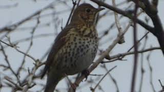 Song Thrush song