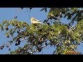 In the Land of Plenty with Goldfinches, Robins and Red-tailed Hawk in HD Part 1