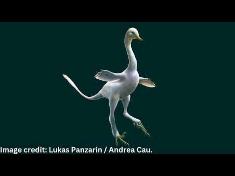 Video: A evoluan vertebrorët nga artropodët?