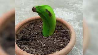 Super Easy Banana Planting at Home Using Bananas & Onion Water – Surprising Results!