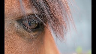 Do Horses' Eyes Reveal Their Stress?