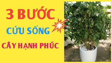 Hướng dẫn 3 bước chăm sóc cây hạnh phúc rụng lá, khô cành