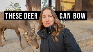 A Day at Nara Deer Park in Japan (Feeding Deer, Tōdai-ji Temple, and Conveyor Belt Sushi)