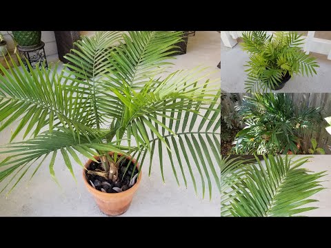 Video: ¿Cómo se cuida una palmera mediterránea?