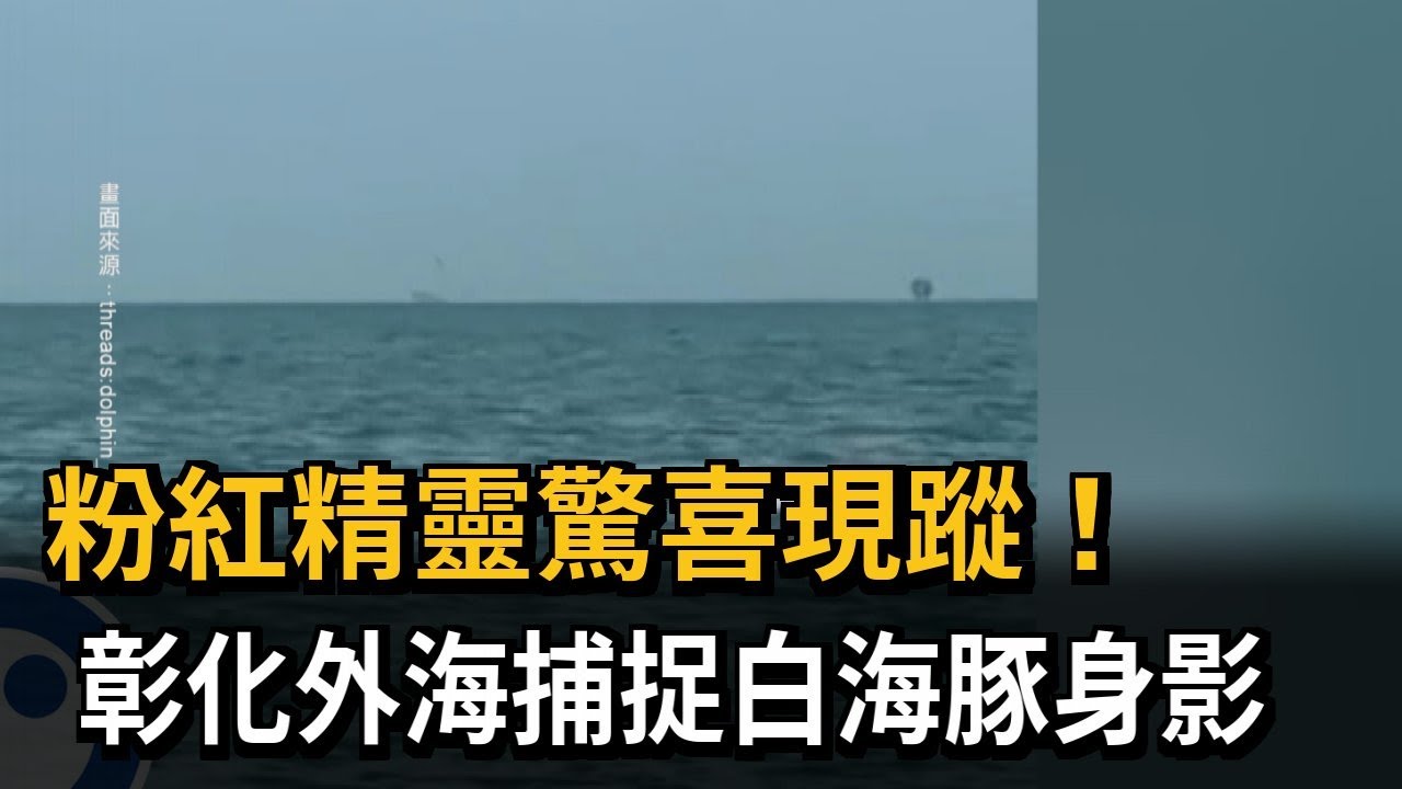 粉紅精靈驚喜現蹤! 彰化外海捕捉白海豚身影－民視新聞