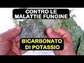 BICARBONATO DI POTASSIO ANTIFUNGINO