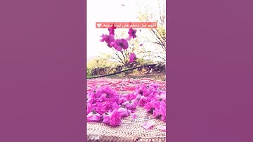 #تلاوة_رائعة #تلاوة_خاشعة #تلاوة_هادئة #ياسر_الدوسري #الدوسري #صلى_الله_عليه_وسلم #السعودية #الجزائر