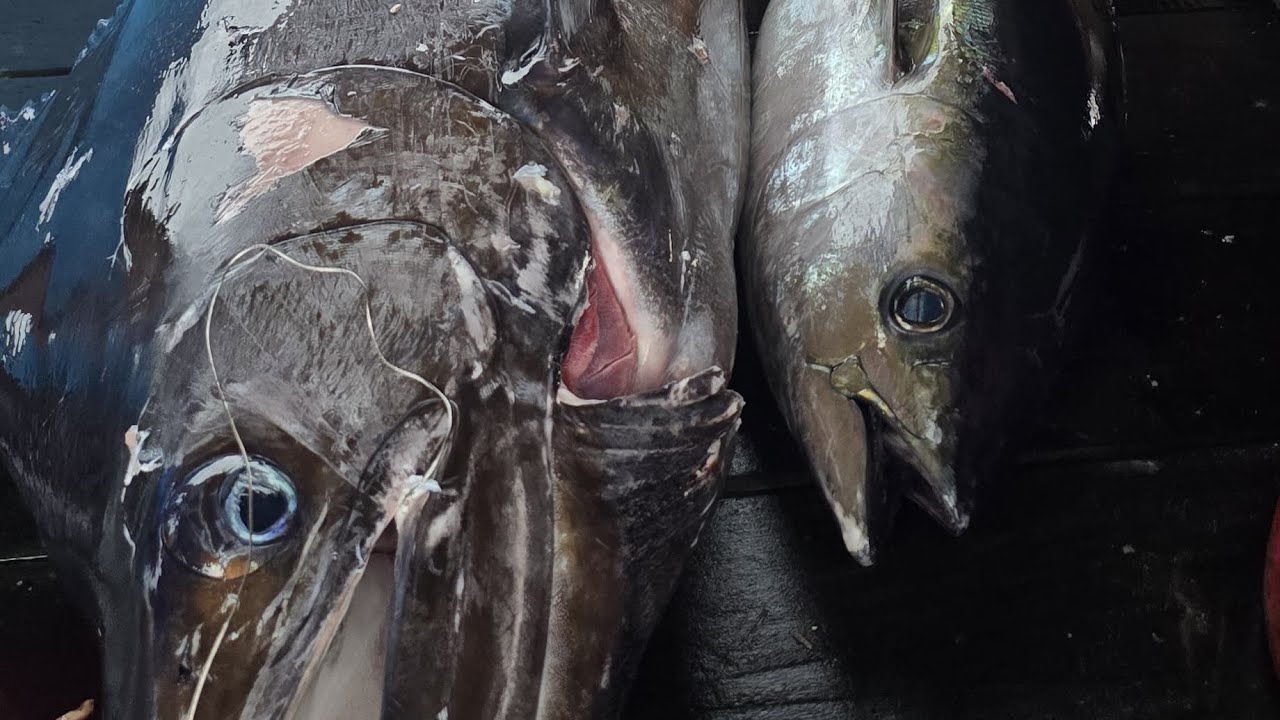 pemancing tuna tradisional di papua barat