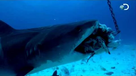 Shark Week - How Sharks Hunt | Battling a Tiger Shark