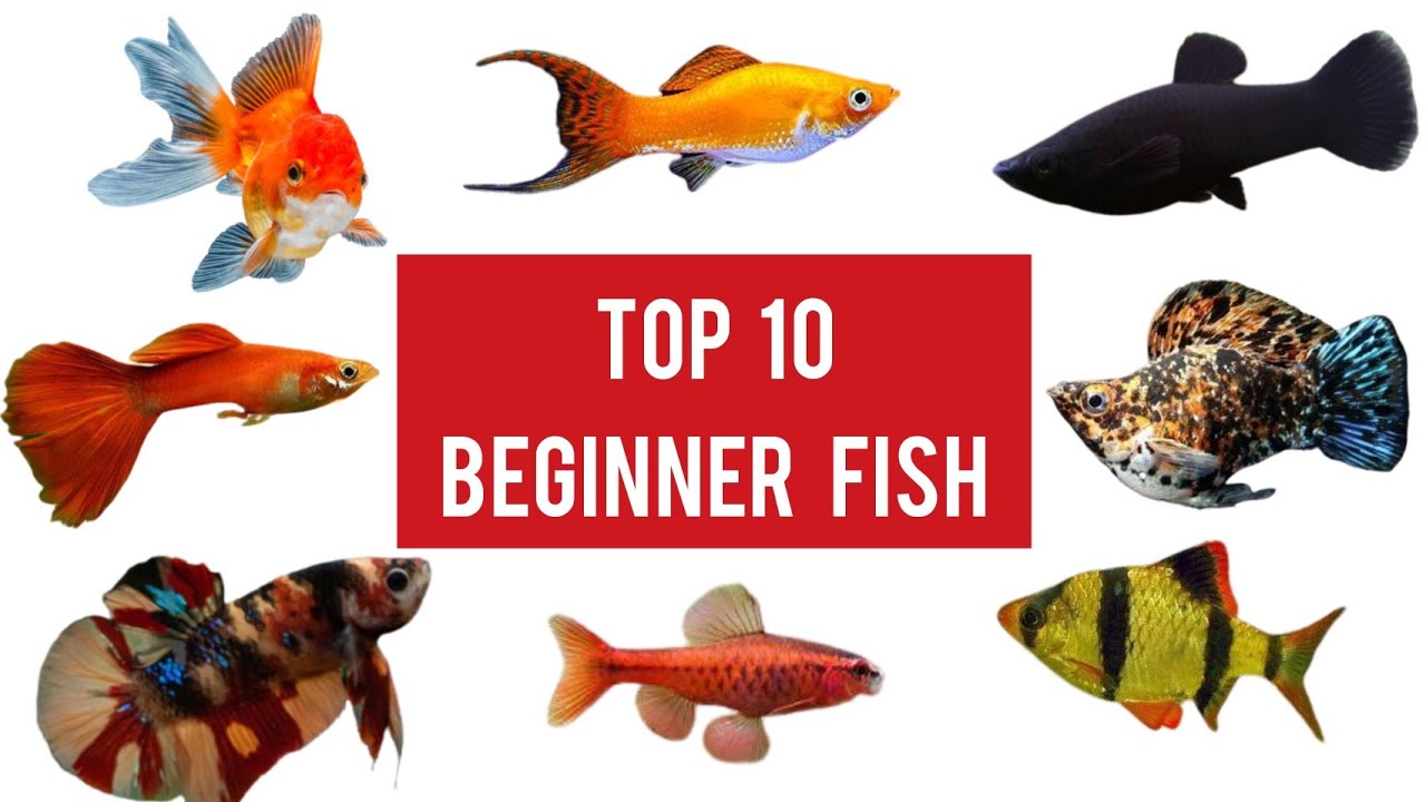 Top 10 Aquarium Fish For Beginners - தமிழ் | Jey's Tanks - YouTube