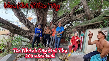Vua Khỉ Miền Tây tỉa cây Sộp Đại Thụ 200 năm tuổi trong ngôi Miếu Ngũ Hành.(Phần 1)