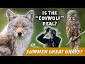 Encounter with a CoyWolf-Sax-Zim Great Grays in Summer; Virtually Live 37 S4E2