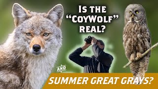 Encounter with a CoyWolf-Sax-Zim Great Grays in Summer; Virtually Live 37 S4E2