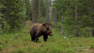 Im Wald der Braunbären - Brown bear at the border between Finland and Russia