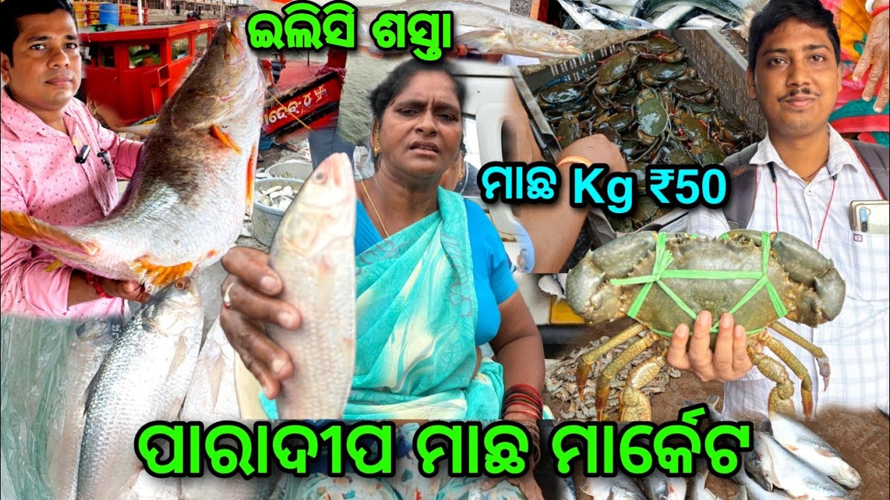 ଏଠୀ ଇଲିସି ଶସ୍ତା Paradeep Fish Market / ସମୁଦ୍ର ଭିତରେ 7 ଦିନ ସଂଘର୍ଷ @lipsaranientertainment
