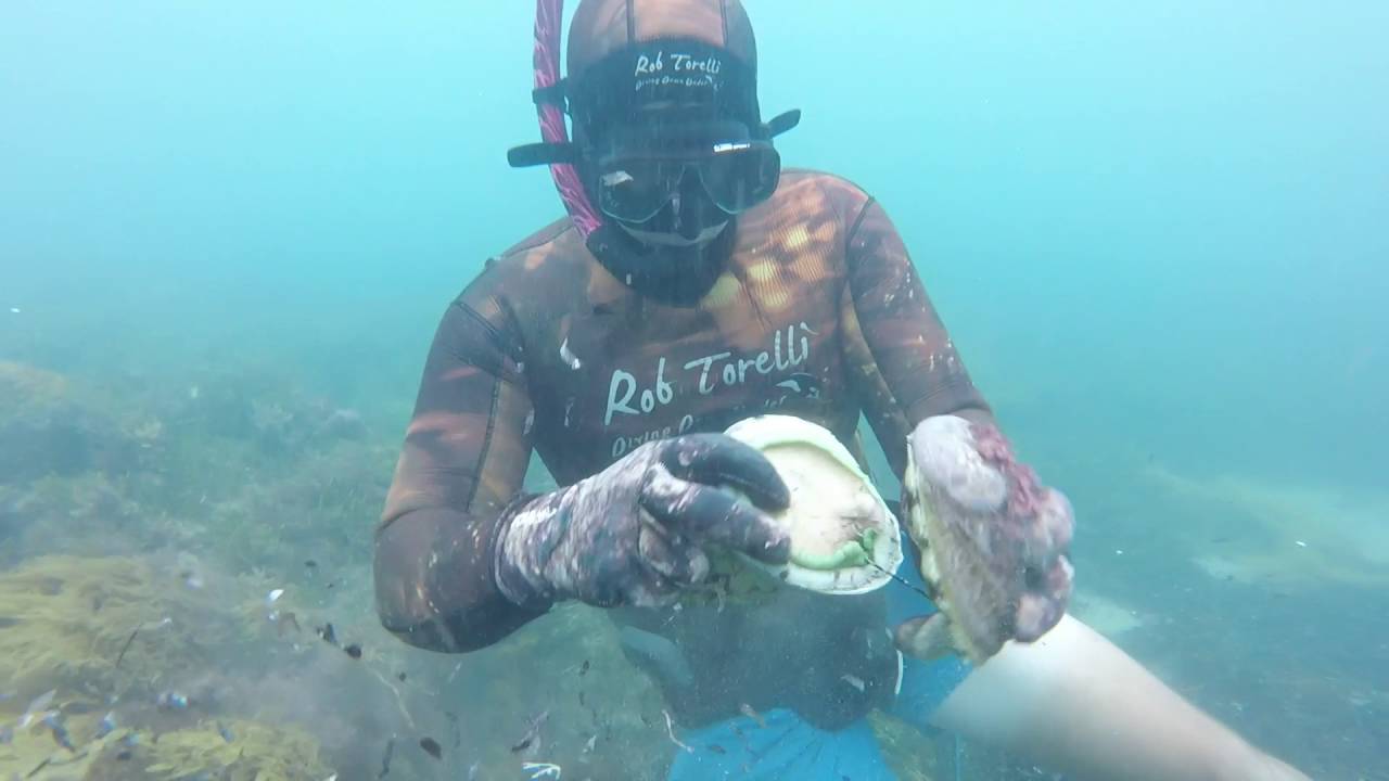 Spearfishing Victoria ( Ling, Crays and Abs) YouTube