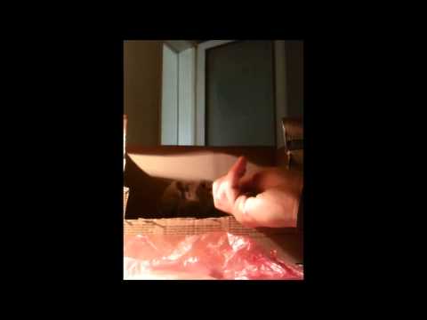 როგორ ვკვებოთ კიკიტა