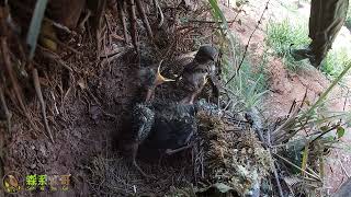 The cuckoo bird  was suppressed and howled under it杜鹃鸟抢食物抢不过其他小鸟，被压在底下哀嚎