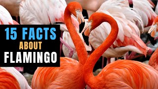 15 INTERESTING FACTS ABOUT FLAMINGO by Global Facts 182 views 10 months ago 3 minutes, 59 seconds