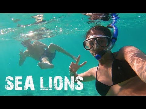 Vídeo: O Melhor Mergulho Em Baja California, México