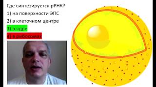 Где синтезируется рРНК? Где синтезируется рРНК?